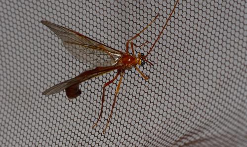 Enicospilus inflexus